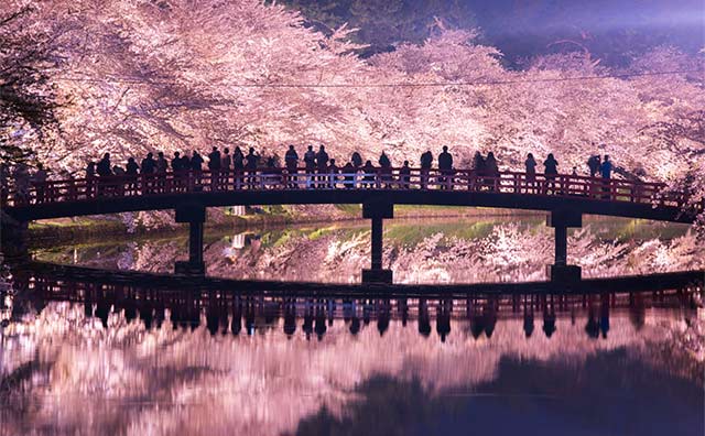 東北の桜名所に魅せられて～一度は行ってみたいお花見スポット～のイメージ（別ウィンドウで開きます）